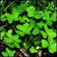 Soursob - Oxalis pes-caprae