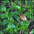 Wandering Jew - Tradescantia fluminensis