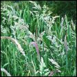 Yorkshire Fog - Holcus lanatus