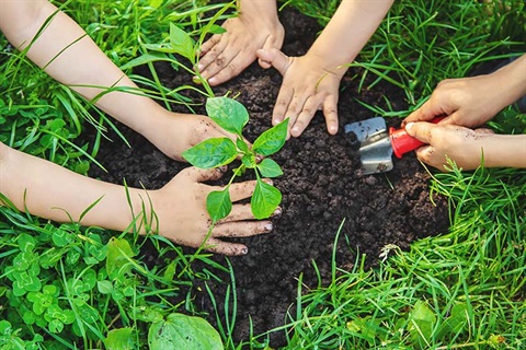 Children planting plants in garden