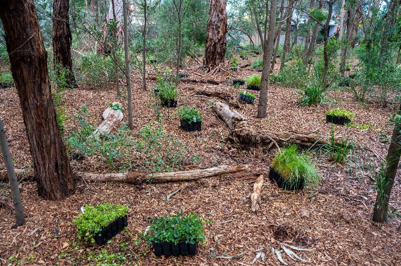 National Tree Day, seedlings in punnets ready for planting