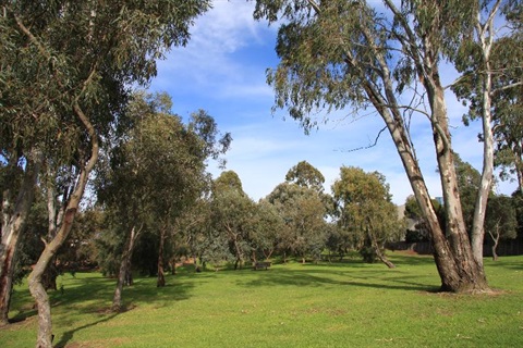 eucalypts ate reg harris reserve
