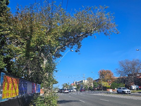 Plane tree to be removed as part of renewal works along warrigal road in oakleigh