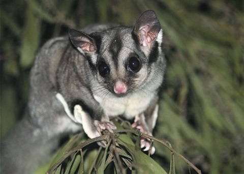 Photo by Ian Moodie - Sugar Glider
