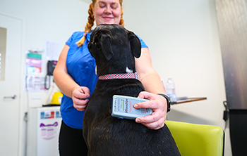 dog microchip check.jpg