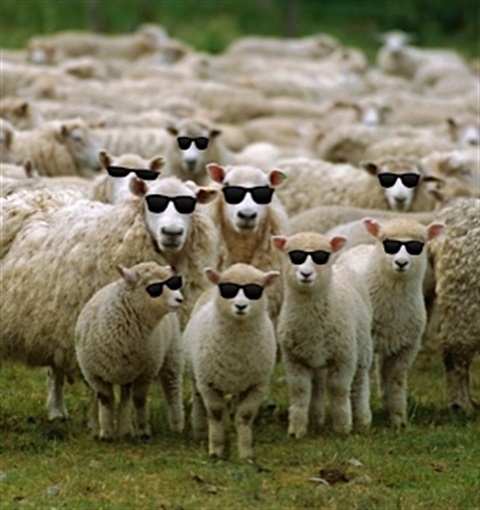 flock-of-sheep_pe_pe_pe_pe_pe