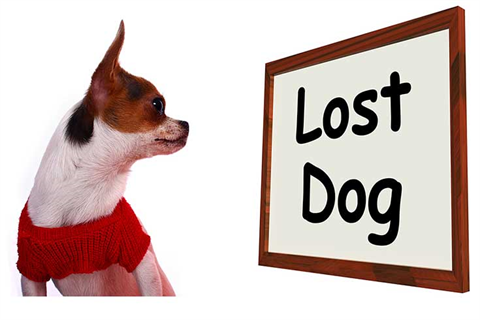 Lost and Found Animals | City of Monash Lost and Found Animals | City of Monash