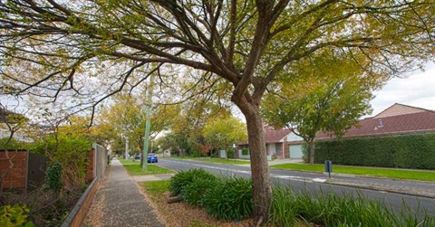 monash-street-trees-4a.jpg