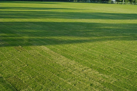 Mulgrave-Reserve-east-oval.jpg