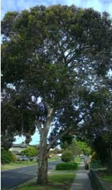 white-iron-bark.jpg